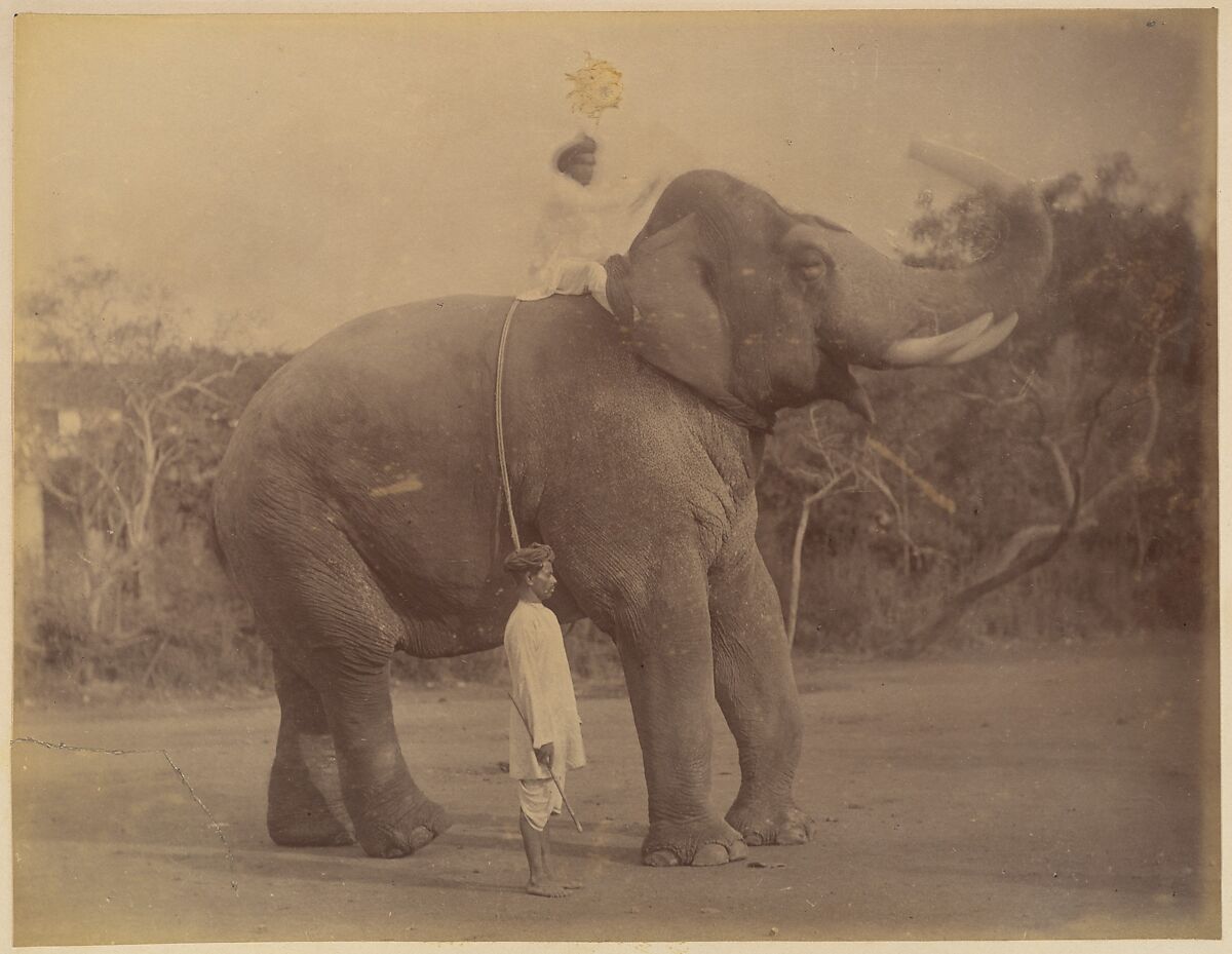 The Great Elephant Saluting, Lala Deen Dayal (Indian, Sardhana 1844–1905), Albumen silver print from glass negative 