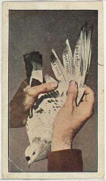 Card No. 74, Belgian Carrier Pigeon, With Its Message in Code, from the World War I Scenes series (T121) issued by Sweet Caporal Cigarettes, American Tobacco Company, Photolithograph