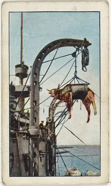 Card No. 75, French Cruiser, "Montcalm," Loading Cattle at San Diego, California, from the World War I Scenes series (T121) issued by Sweet Caporal Cigarettes, Issued by American Tobacco Company, Photolithograph 