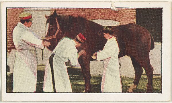 Card No. 238, Ministering to Wounded Horses Injured on the Field of Battle, from the World War I Scenes series (T121) issued by Sweet Caporal Cigarettes, Issued by American Tobacco Company, Photolithograph 