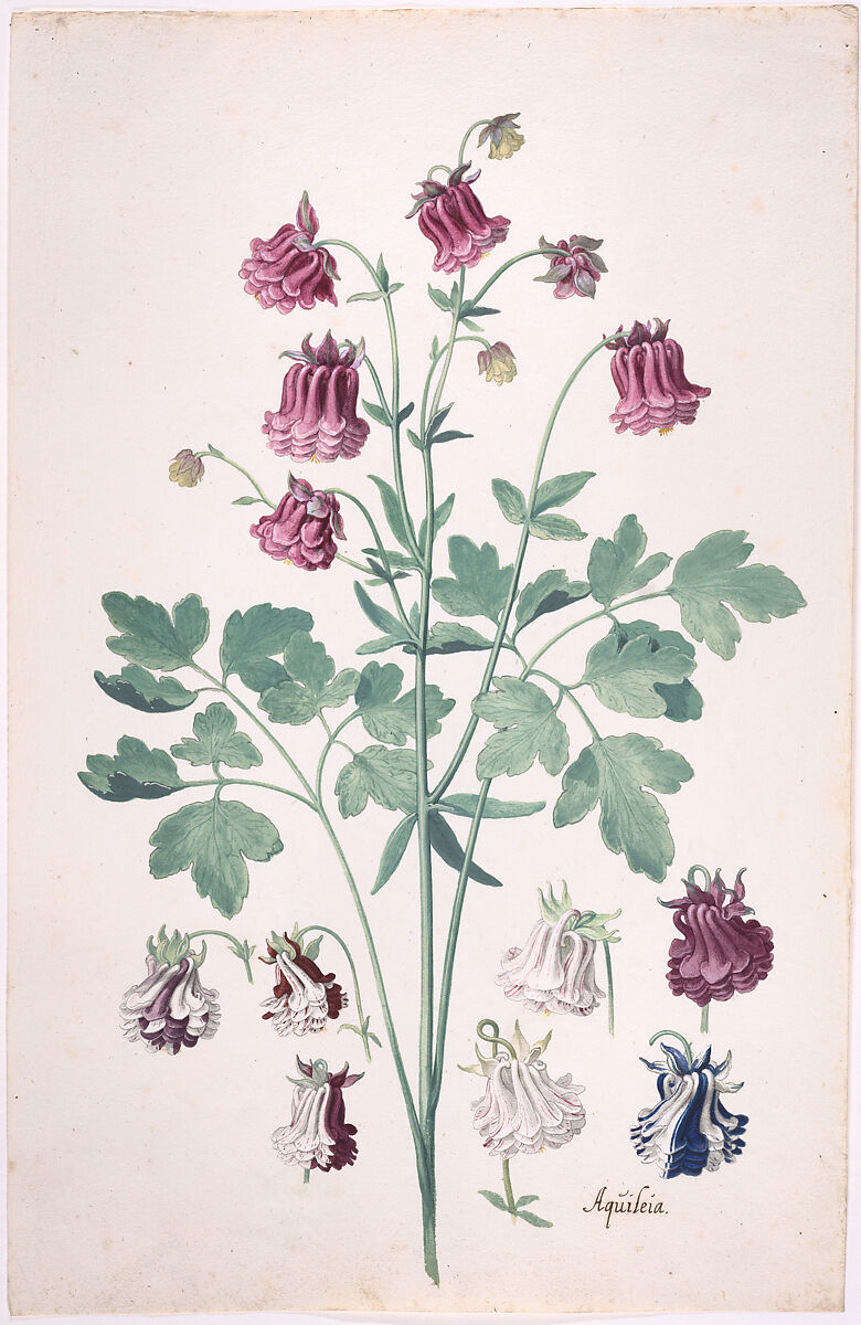 A Columbine or Granny's Bonnet (Aquilegia), with Additional Studies of Flowers, Pieter Holsteyn II (Dutch, Haarlem, ca. 1614–1673/83), Brush and gray ink, watercolor, gouache 
