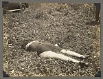 [Crime Scene Album], Compiled by Dr. Edward E. Smith (American), Gelatin silver prints