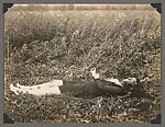 [Crime Scene Album], Compiled by Dr. Edward E. Smith (American), Gelatin silver prints