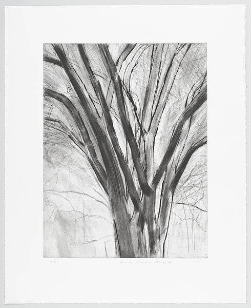 The Elm Tree, Sylvia Plimack Mangold (American, born New York, 1938), Etching with aquatint 