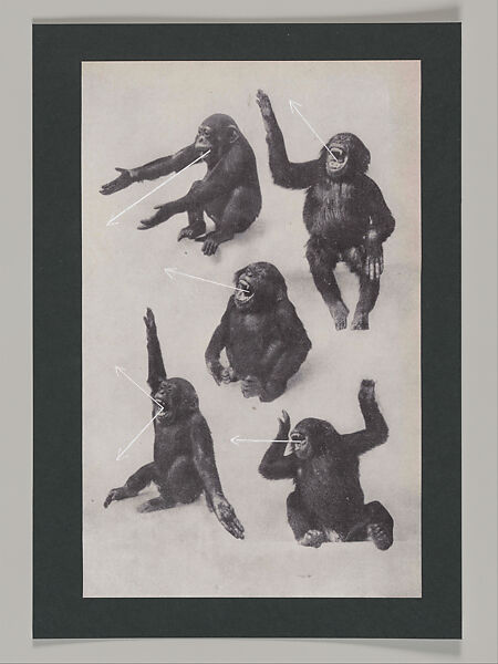 Untitled (Unlearning Instincts), Eva Koťátková (Czech, born Prague, 1982), 96 collages on paper