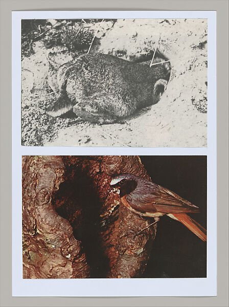 Untitled (Unlearning Instincts), Eva Koťátková (Czech, born Prague, 1982), 96 collages on paper