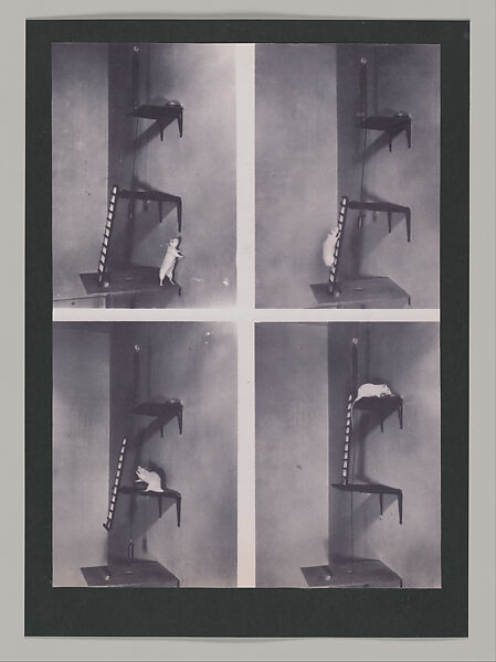 Untitled (Unlearning Instincts), Eva Koťátková (Czech, born Prague, 1982), 96 collages on paper