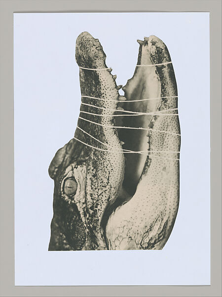 Untitled (Unlearning Instincts), Eva Koťátková (Czech, born Prague, 1982), 96 collages on paper