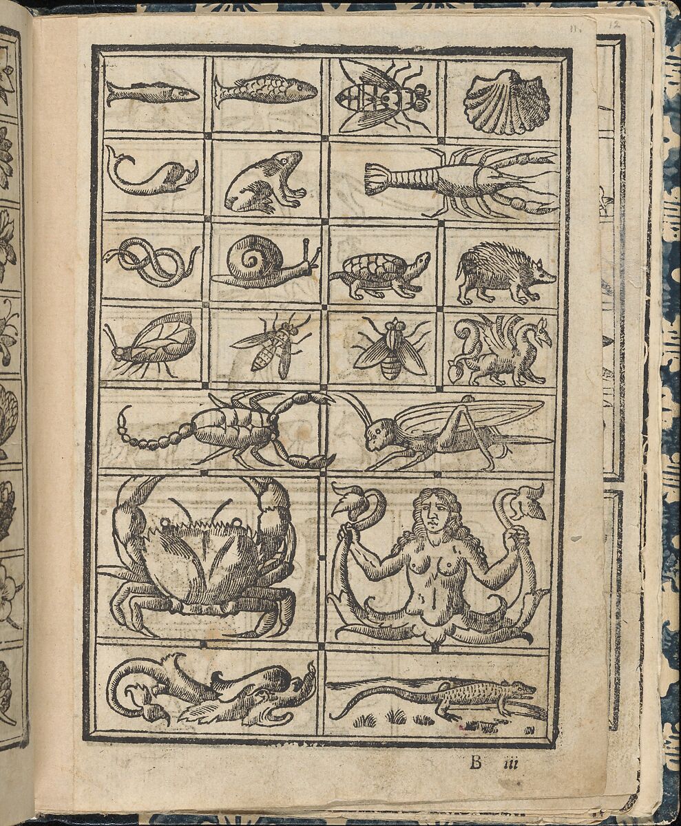 Essempio di recammi, page 11 (recto), Giovanni Antonio Tagliente (Italian, Venice ca. 1465–1528 Venice), Woodcut 