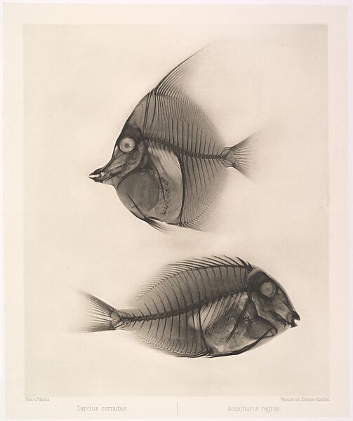 Zanclus cornutus /  Acanthurus nigros, Josef Maria Eder (Austrian, Krems an der Donau, 1855–1944 Kitzbühel) and, Photogravure 