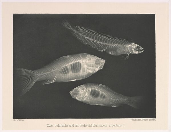Zwei Goldfische und ein Seefisch (Christiceps argentatus), Josef Maria Eder (Austrian, Krems an der Donau, 1855–1944 Kitzbühel) and, Photogravure 