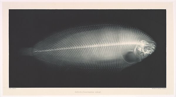 Solfisch (Pleuronectes solea), Josef Maria Eder (Austrian, Krems an der Donau, 1855–1944 Kitzbühel) and, Photogravure 