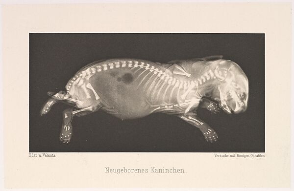 Neugeborenes Kaninchen, Josef Maria Eder (Austrian, Krems an der Donau, 1855–1944 Kitzbühel) and, Photogravure 