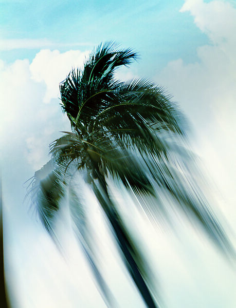 Untitled (Coconut Tree), Piotr Uklański (Polish, born Warsaw, 1968), Chromogenic print 