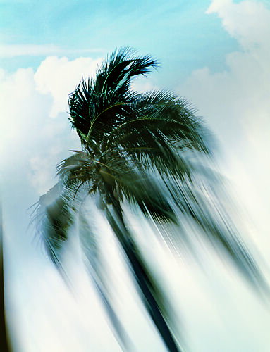 Untitled (Coconut Tree)