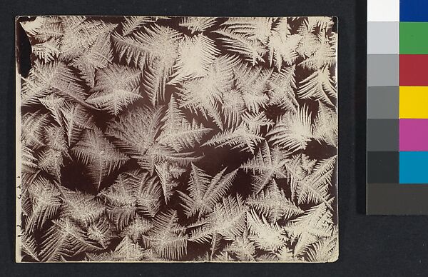 [Frost], Wilson Alwyn Bentley (American, 1865–1931), Gelatin silver print 