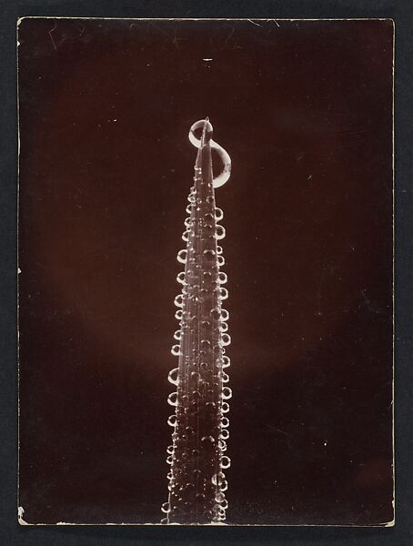 [Dew on a Blade of Grass], Wilson Alwyn Bentley (American, 1865–1931), Gelatin silver print 