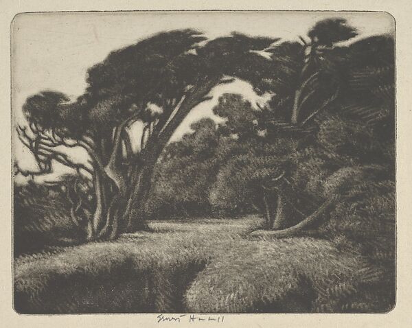 Cypress Bower, Ernest Haskell (American, Woodstock, Connecticut 1876–1925 West Point, Maine), Mezzotint 
