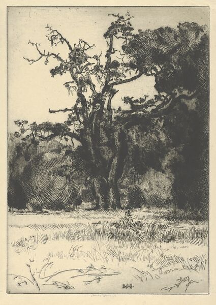 Dying White Oak, Ernest Haskell (American, Woodstock, Connecticut 1876–1925 West Point, Maine), Drypoint 