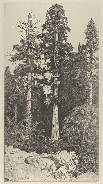 Baby Sequoia, Ernest Haskell (American, Woodstock, Connecticut 1876–1925 West Point, Maine), Etching and engraving 