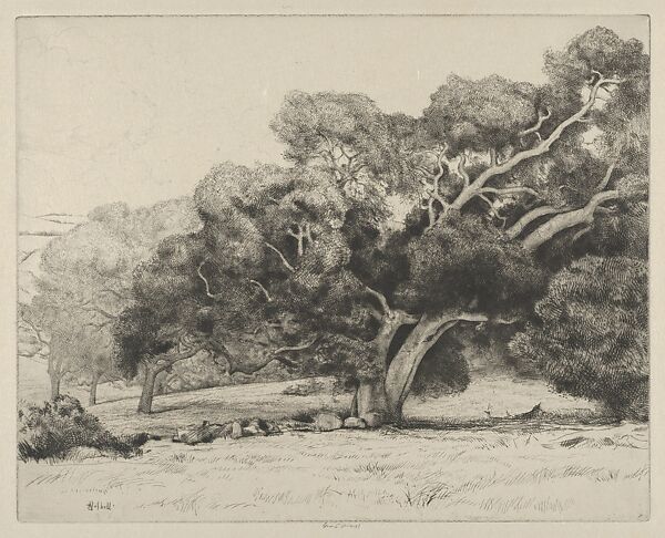 Large Live Oak, Ernest Haskell (American, Woodstock, Connecticut 1876–1925 West Point, Maine), Drypoint 