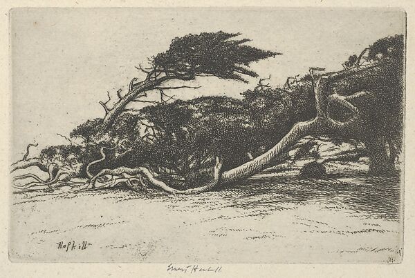 Wind Bent Cypress, Ernest Haskell (American, Woodstock, Connecticut 1876–1925 West Point, Maine), Etching 
