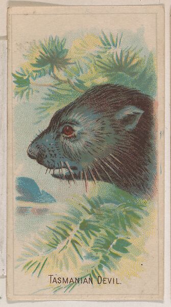 Tasmanian Devil, collector card from the Animal Pictures series (D8), issued by the Weber Baking Company to promote Onist Milk and Pullman Bread, Issued by Weber Baking Company, Commercial color lithograph 