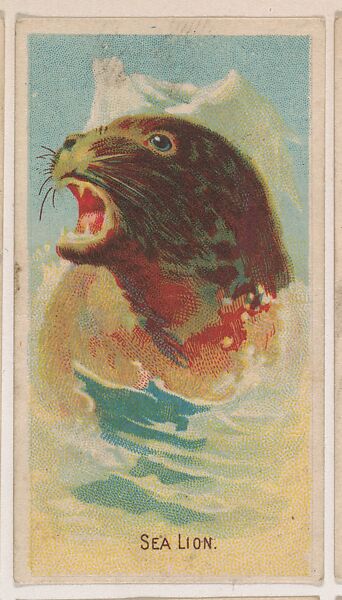 Sea Lion, collector card from the Animal Pictures series (D8), issued by the Weber Baking Company to promote Onist Milk and Pullman Bread., Issued by Weber Baking Company, Commercial color lithograph 