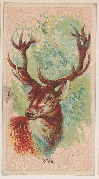 Stag, collector card from the Animal Pictures series (D8), issued by the Weber Baking Company to promote Onist Milk and Pullman Bread, Issued by Weber Baking Company, Commercial color lithograph 