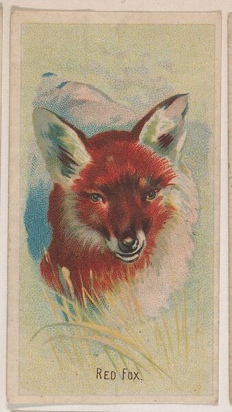 Red Fox, collector card from the Animal Pictures series (D8), issued by the Weber Baking Company to promote Onist Milk and Pullman Bread, Issued by Weber Baking Company, Commercial color lithograph 