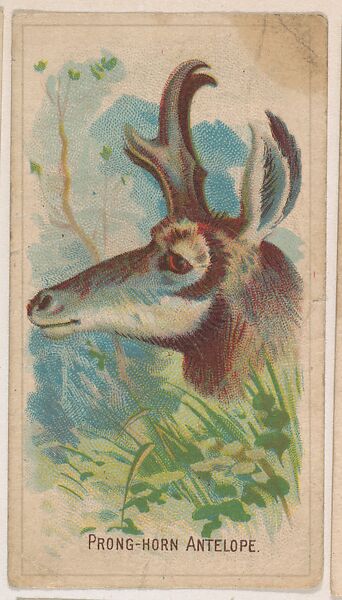 Prong-Horn Antelope, collector card from the Animal Pictures series (D8), issued by the Weber Baking Company to promote Onist Milk and Pullman Bread, Issued by Weber Baking Company, Commercial color lithograph 