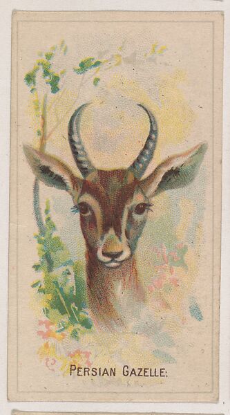 Persian Gazelle, collector card from the Animal Pictures series (D8), issued by the Weber Baking Company to promote Onist Milk and Pullman Bread, Issued by Weber Baking Company, Commercial color lithograph 