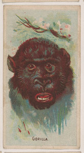 Gorilla, collector card from the Animal Pictures series (D8), issued by the Weber Baking Company to promote Onist Milk and Pullman Bread, Issued by Weber Baking Company, Commercial color lithograph 
