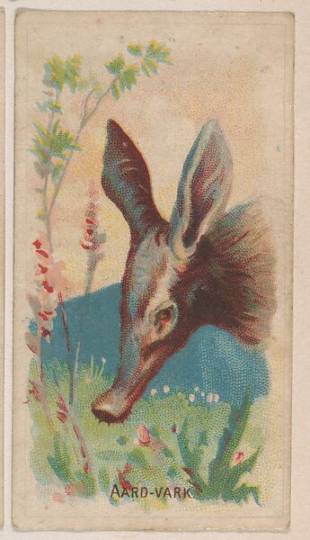 Aard-Vark, collector card from the Animal Pictures series (D8), issued by the Weber Baking Company to promote Onist Milk and Pullman Bread, Issued by Weber Baking Company, Commercial color lithograph 