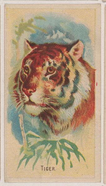 Tiger, collector card from the Animal Pictures series (D8), issued by the Weber Baking Company to promote Onist Milk and Pullman Bread, Issued by Weber Baking Company, Commercial color lithograph 