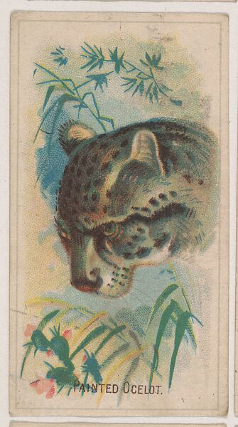 Issued by Weber Baking Company | Painted Ocelot, collector card from ...