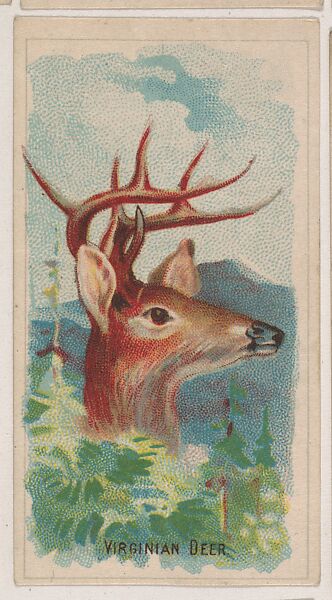 Virginian Deer, collector card from the Animal Pictures series (D8), issued by the Weber Baking Company to promote Onist Milk and Pullman Bread, Issued by Weber Baking Company, Commercial color lithograph 