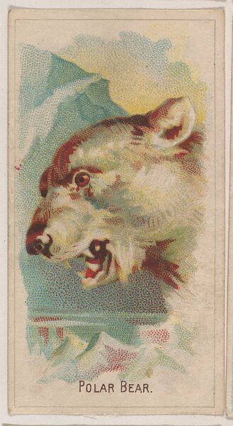 Polar Bear, collector card from the Animal Pictures series (D8), issued by the Weber Baking Company to promote Onist Milk and Pullman Bread, Issued by Weber Baking Company, Commercial color lithograph 