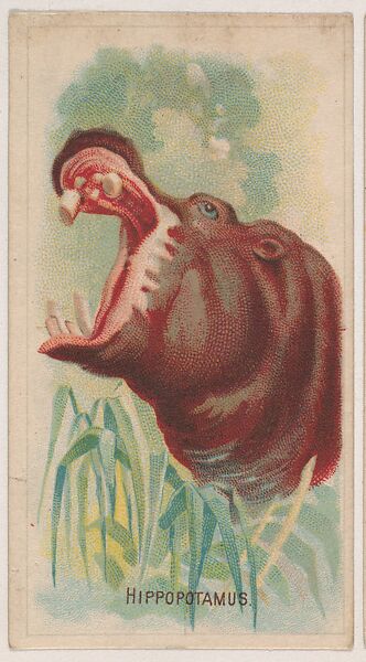 Hippopotamus, collector card from the Animal Pictures series (D8), issued by the Weber Baking Company to promote Onist Milk and Pullman Bread, Issued by Weber Baking Company, Commercial color lithograph 