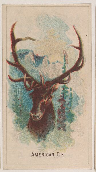 American Elk, collector card from the Animal Pictures series (D8), issued by the Weber Baking Company to promote Onist Milk and Pullman Bread, Issued by Weber Baking Company, Commercial color lithograph 