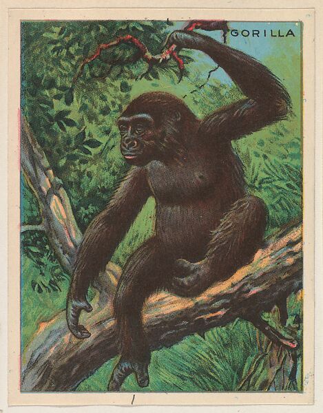 Gorilla, collector card from the Animals series (D9), issued by the Weber Baking Company to promote Onist Milk and Pullman Bread, Issued by Weber Baking Company, Commercial color lithograph 