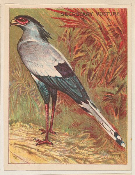 Secretary Vulture, collector card from the Animals series (D9), issued by the Weber Baking Company to promote Onist Milk and Pullman Bread, Issued by Weber Baking Company, Commercial color lithograph 
