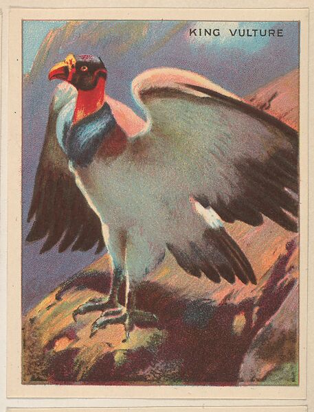 King Vulture, collector card from the Animals series (D9), issued by the Weber Baking Company to promote Onist Milk and Pullman Bread, Issued by Weber Baking Company, Commercial color lithograph 