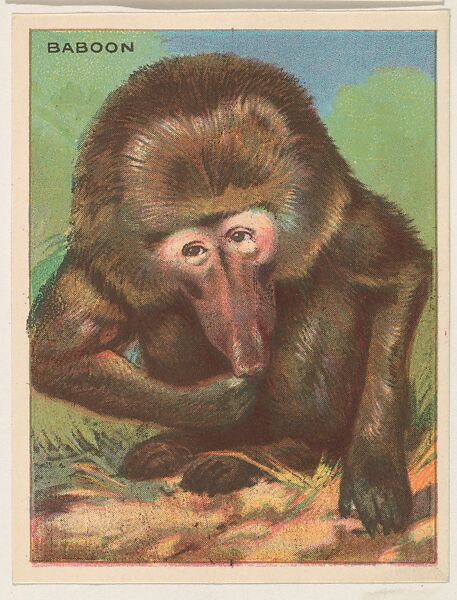 Baboon, collector card from the Animals series (D9), issued by the Weber Baking Company to promote Onist Milk and Pullman Bread, Issued by Weber Baking Company, Commercial color lithograph 