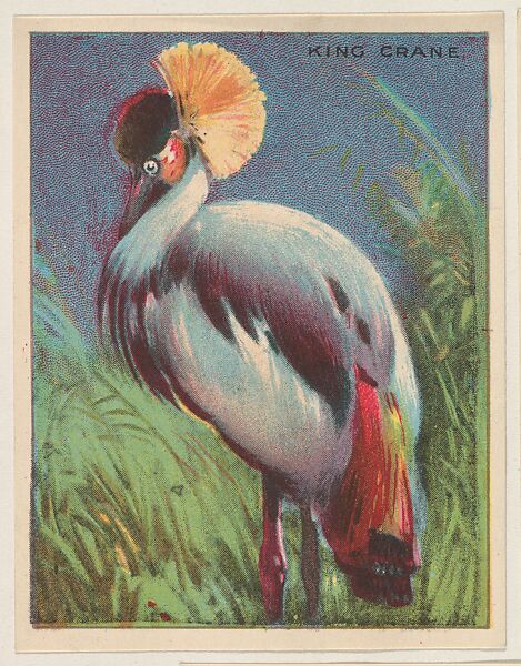 King Crane, collector card from the Animals series (D9), issued by the Weber Baking Company to promote Onist Milk and Pullman Bread, Issued by Weber Baking Company, Commercial color lithograph 