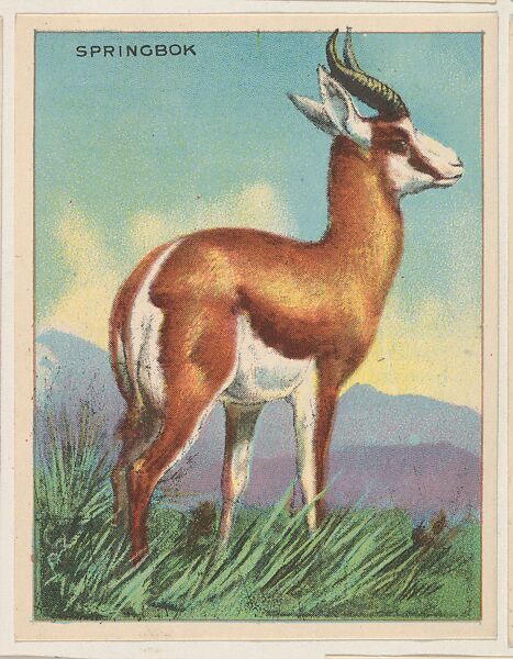 Springbok, collector card from the Animals series (D9), issued by the Weber Baking Company to promote Onist Milk and Pullman Bread, Issued by Weber Baking Company, Commercial color lithograph 