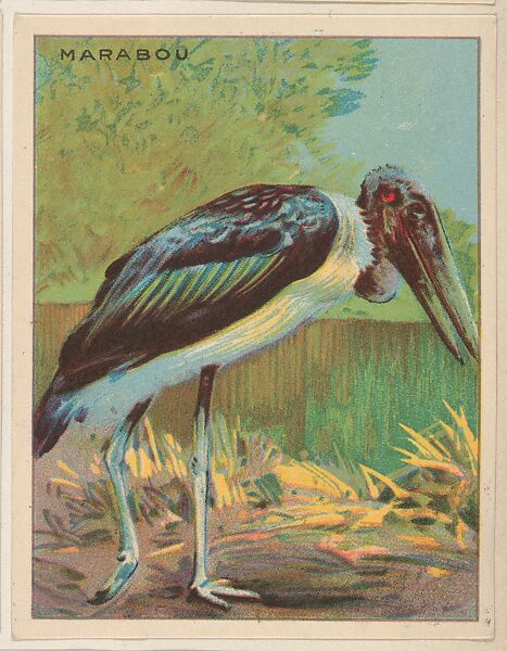 Marabou, collector card from the Animals series (D9), issued by the Weber Baking Company to promote Onist Milk and Pullman Bread, Issued by Weber Baking Company, Commercial color lithograph 