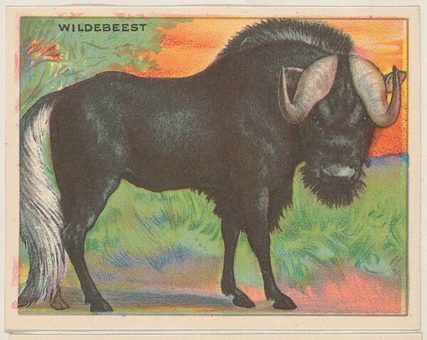 Wildebeest, collector card from the Animals series (D9), issued by the Weber Baking Company to promote Onist Milk and Pullman Bread, Issued by Weber Baking Company, Commercial color lithograph 