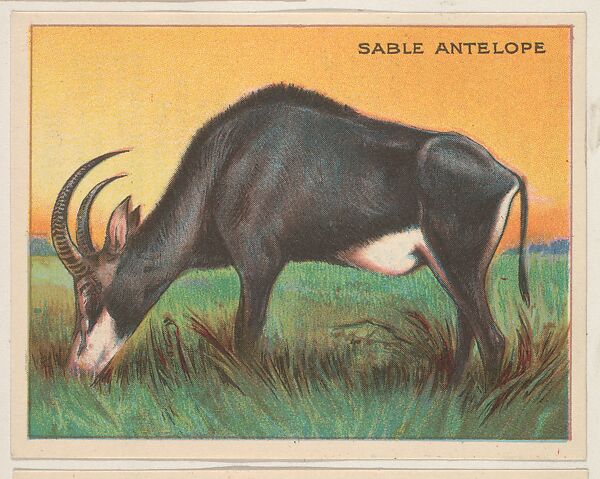 Sable Antelope, collector card from the Animals series (D9), issued by the Weber Baking Company to promote Onist Milk and Pullman Bread, Issued by Weber Baking Company, Commercial color lithograph 