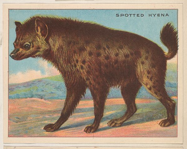 Spotted Hyena, collector card from the Animals series (D9), issued by the Weber Baking Company to promote Onist Milk and Pullman Bread, Issued by Weber Baking Company, Commercial color lithograph 